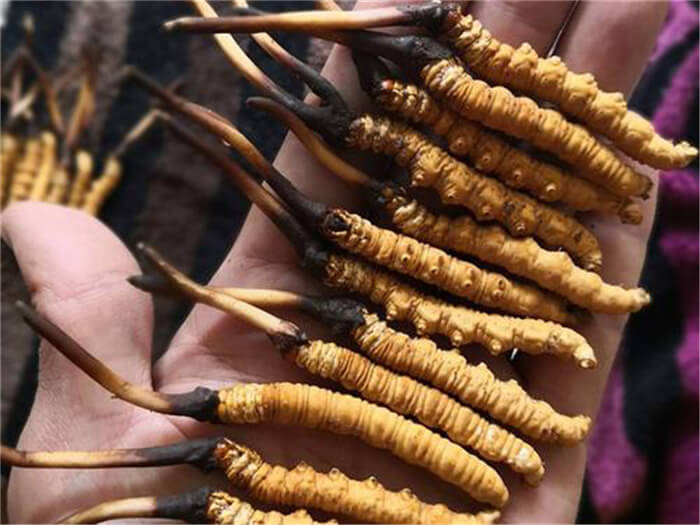 蘇州回收10盒冬蟲夏草